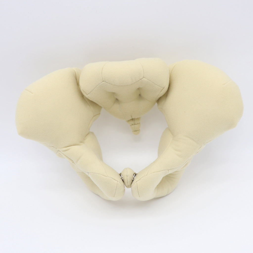 CLOTH PELVIS MODEL