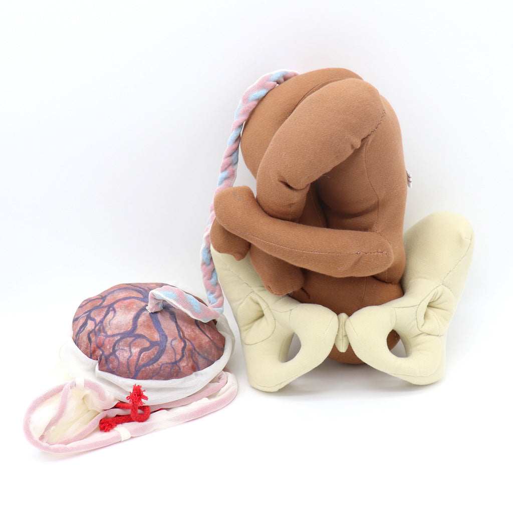 CLOTH PELVIS/NEWBORN BABY DOLL/PLACENTA MODEL SET