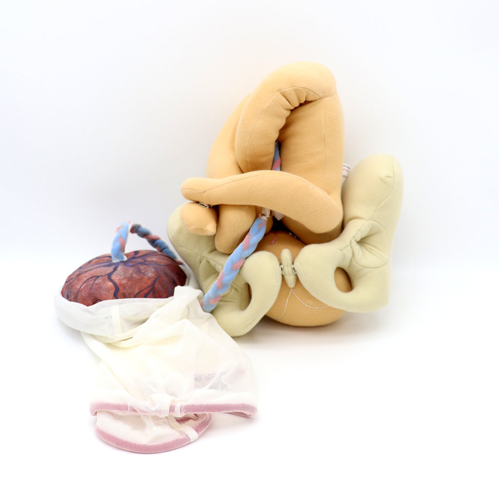 CLOTH PELVIS/NEWBORN BABY DOLL/PLACENTA MODEL SET