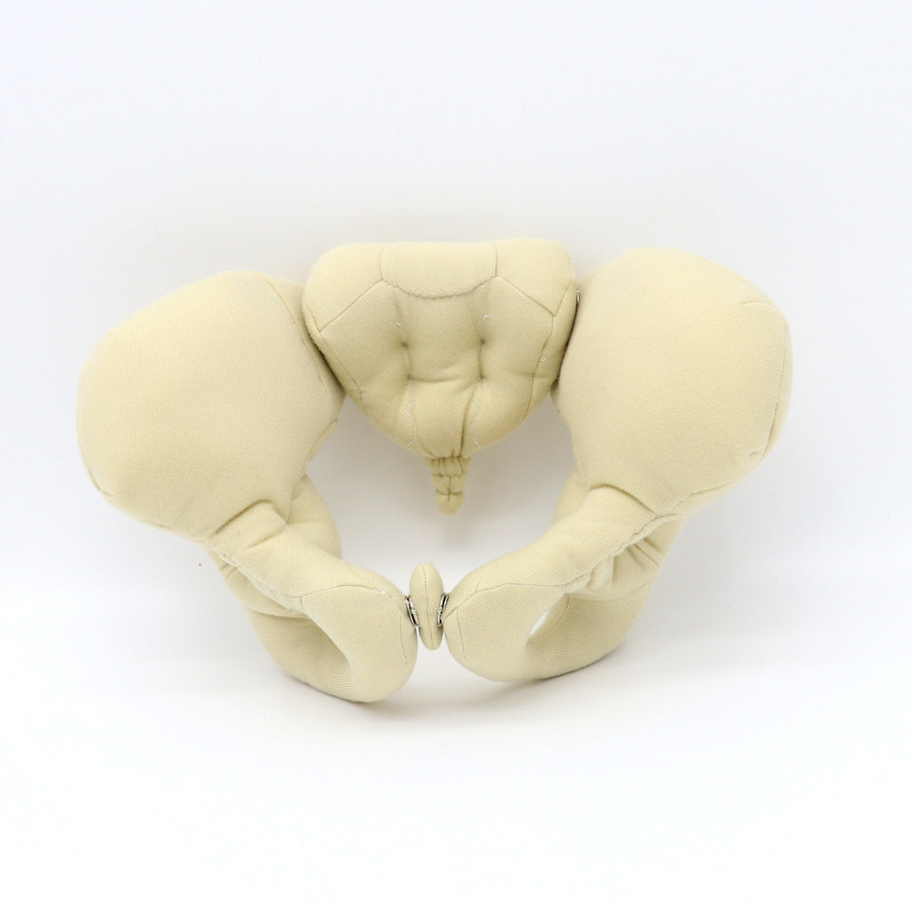 CLOTH PELVIS MODEL